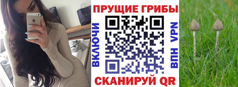 Псилоцибиновые грибы MAGIC MUSHROOMS  кракен как войти  Олёкминск  где купить  